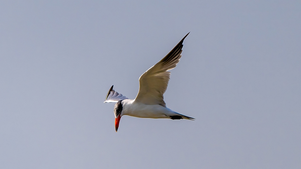 Caspian Tern